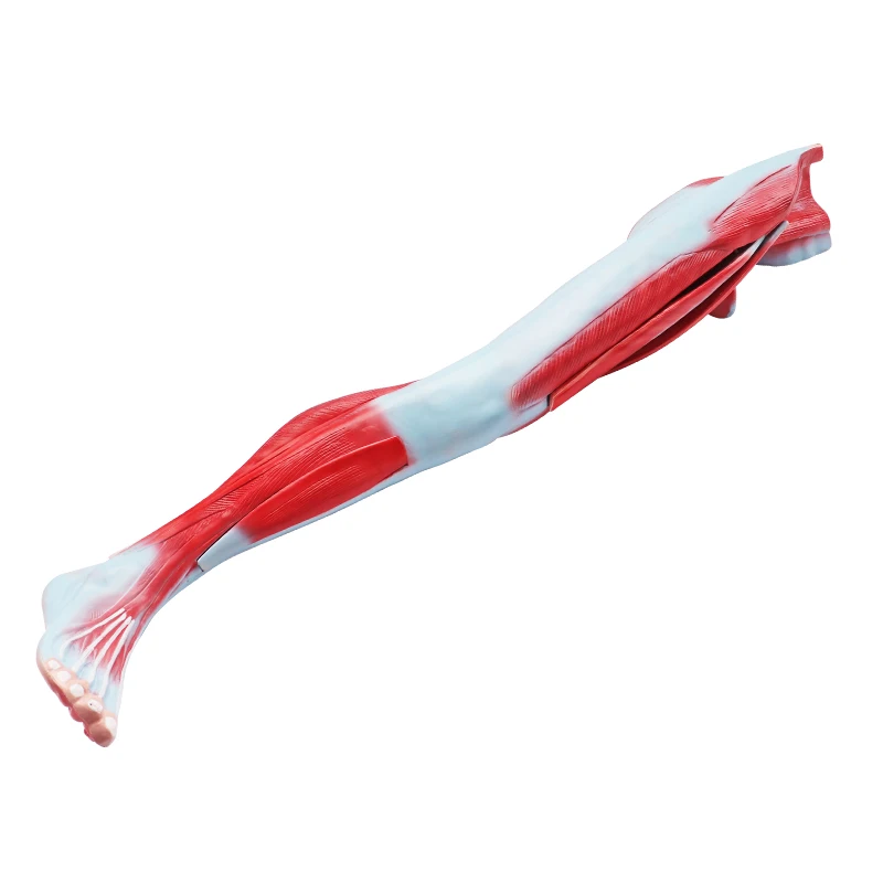 Human lower limbs muscle anatomy model medical teaching 3D muscle anatomy leg 9 parts muscle model of man