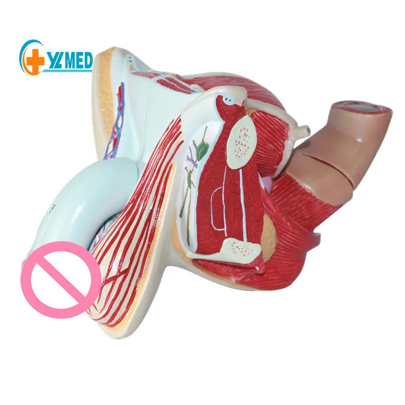 Научное обучение мужские анатомические модели репродуктивных органов человеческие для обучения медицине