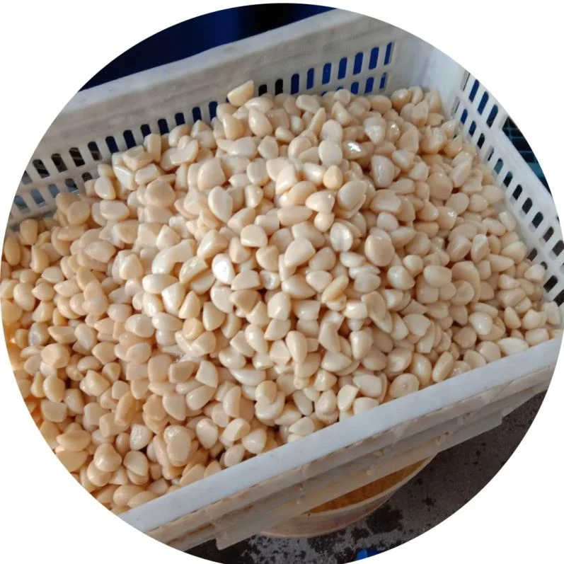 
Marinated garlic in plastic drums 