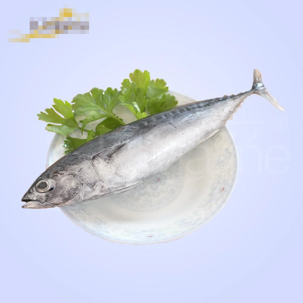 
Frozen Bonito Tuna fish HGT seafrozen BQF for CANNING 