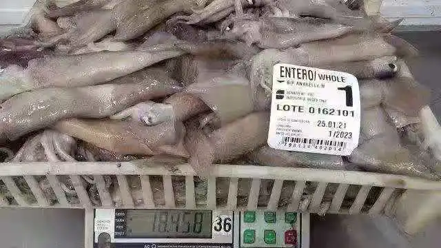 
Fresh Sea Food Tube Products Exporters Loligo Whole Trawl Catching 150-250g Calamares Frozen Argentina Illex Squid for Market 