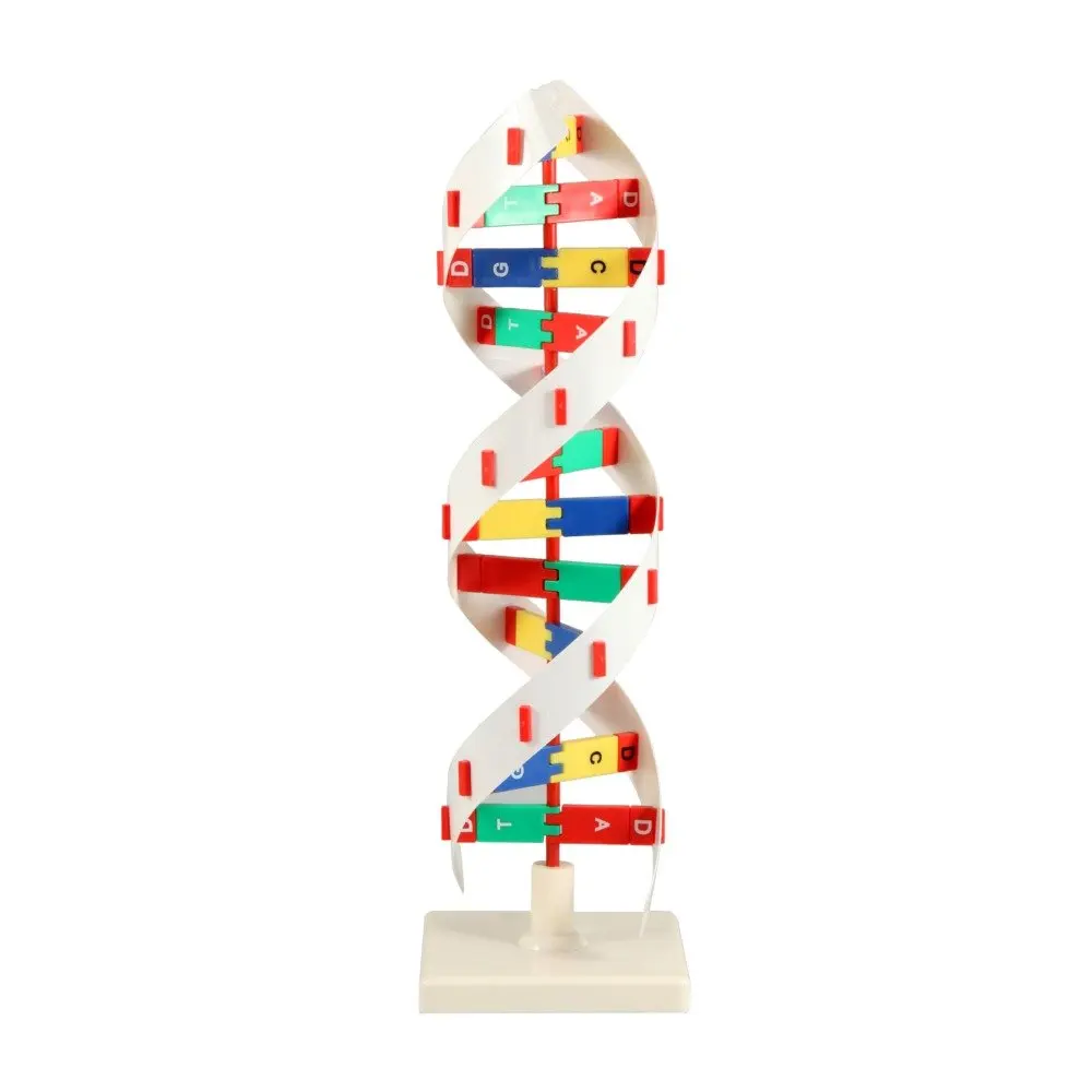 Gelsonlab HSBM-368 DNA Model, DNA Activity model