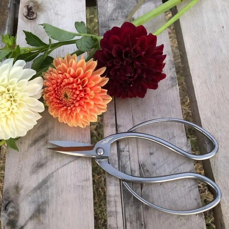 
Professional High Quality bonsai scissor pruner scissors garden,Herb floral scissors 