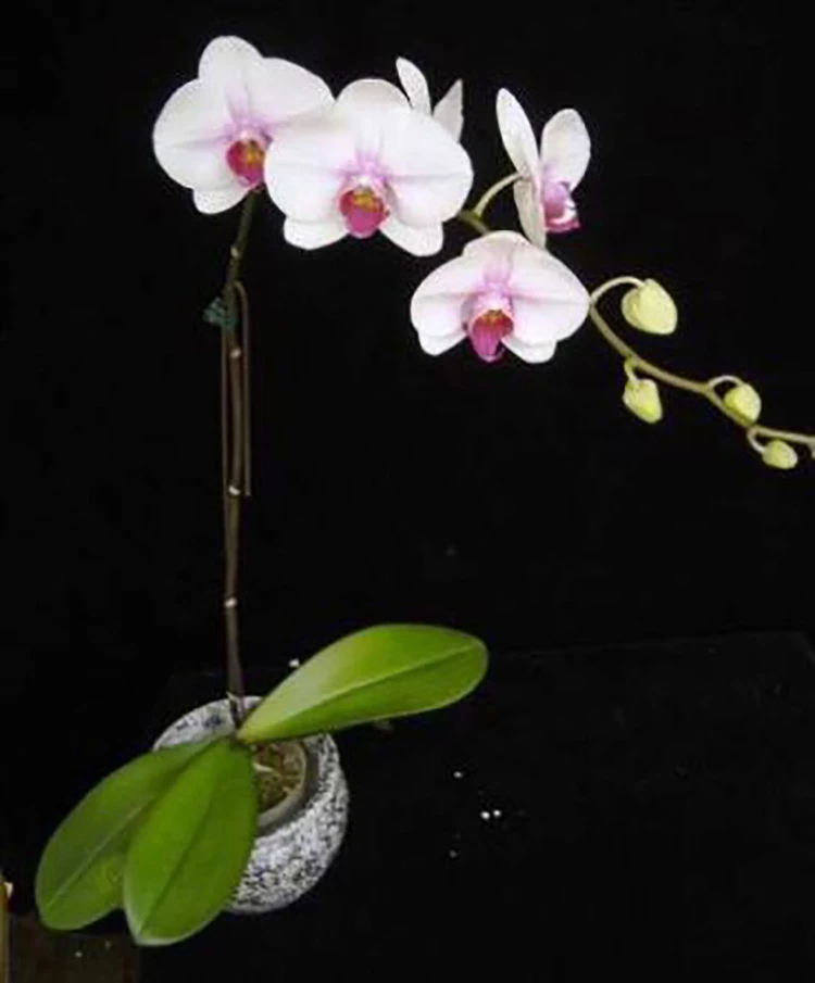 
live phalaenopsis orchid plants for wholesale 