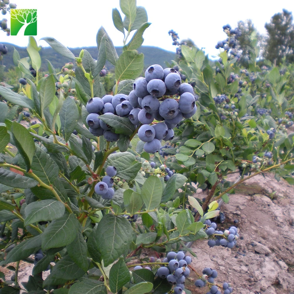 Лидер продаж, Черничное фруктовое растение 4-5 см длиной, саженцы деревьев, Прививка Spp