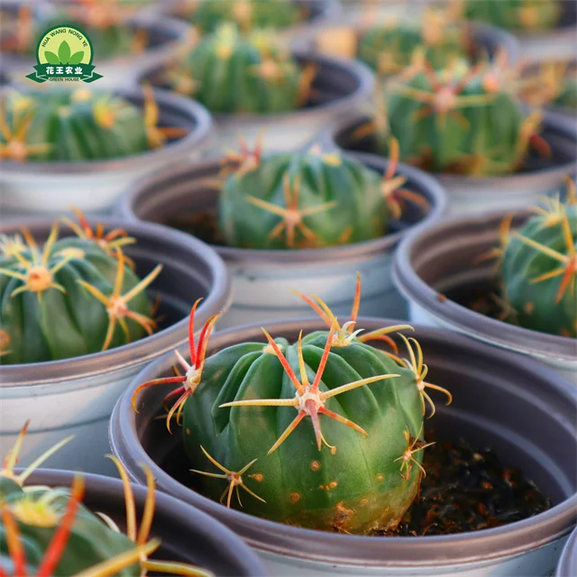 Милое растение кактуса, живое суккулент gymnocalydium baldianum для дома и сада, детский сад