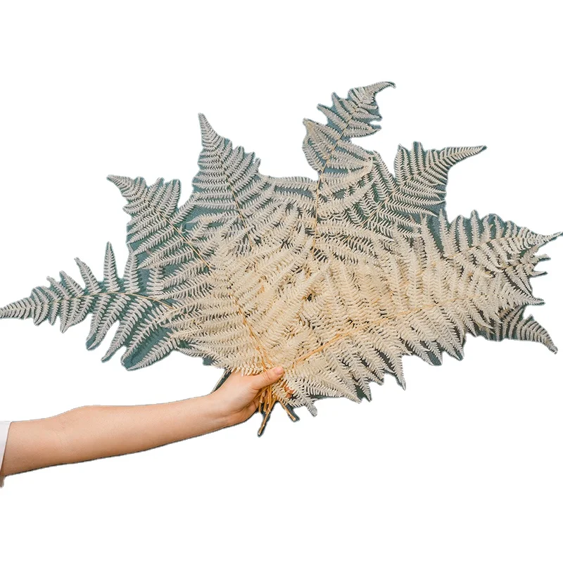Заводская поставка, высокое качество, настоящий консервированный цветок, папоротник, лист, украшение для дома, сушеные горные цветы и венки