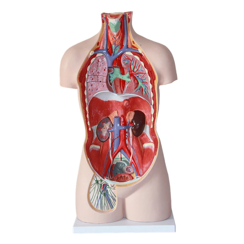 Medical Anatomy Model 85 cm Human Sexless Torso Model with 20 Parts