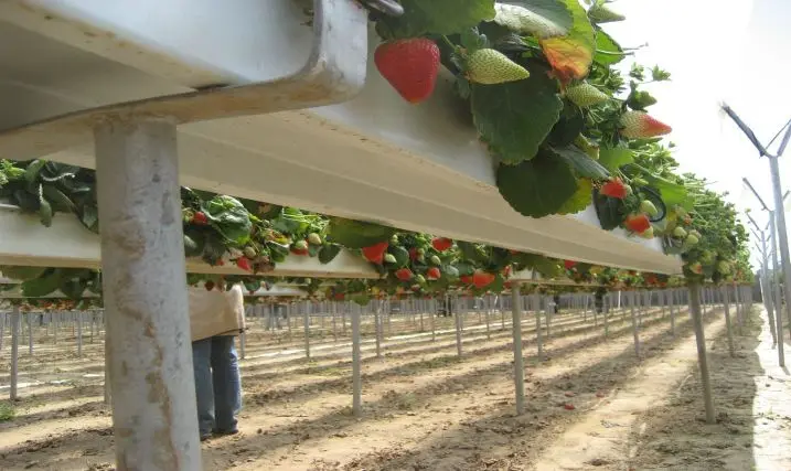 Hydroponic Growing Systems Polytunnels Hydroponic Gutter