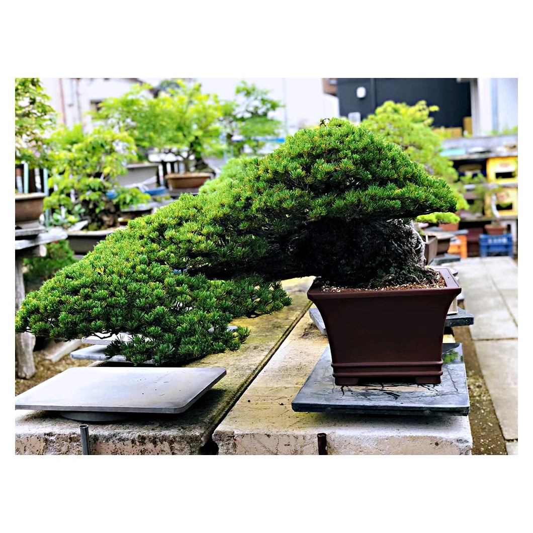 High glade Japan Bonsai Tree For Beginners