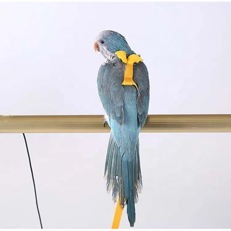 Mini Bird Parrot Pet Birds Harness Harness For Sale Near Me