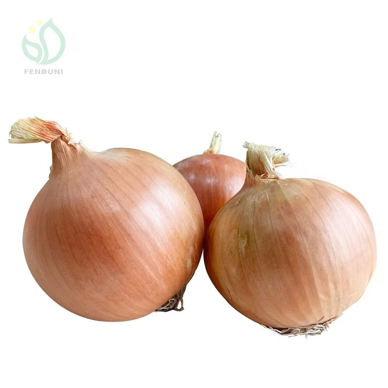 Fresh yellow onion brown onion non peeled onion price 1 kg
