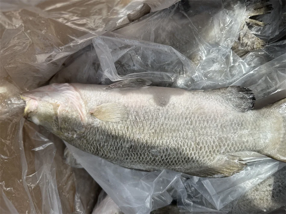 IQF Wholesale Baramundi Frozen Sea Bass