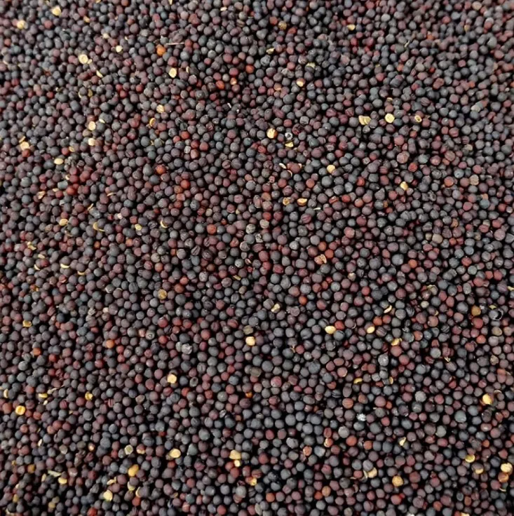 Wasabi Seed Spices Western Food Spices Black Mustard Seeds Seasoning Wholesale