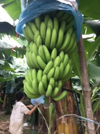 Natural sweets non-sugar delicious food banana chips from Vietnam