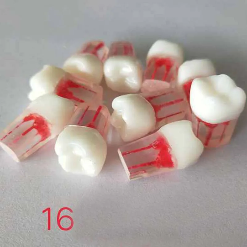  Dental Root Canal Tooth Model/Dental Study Model Laboratory
