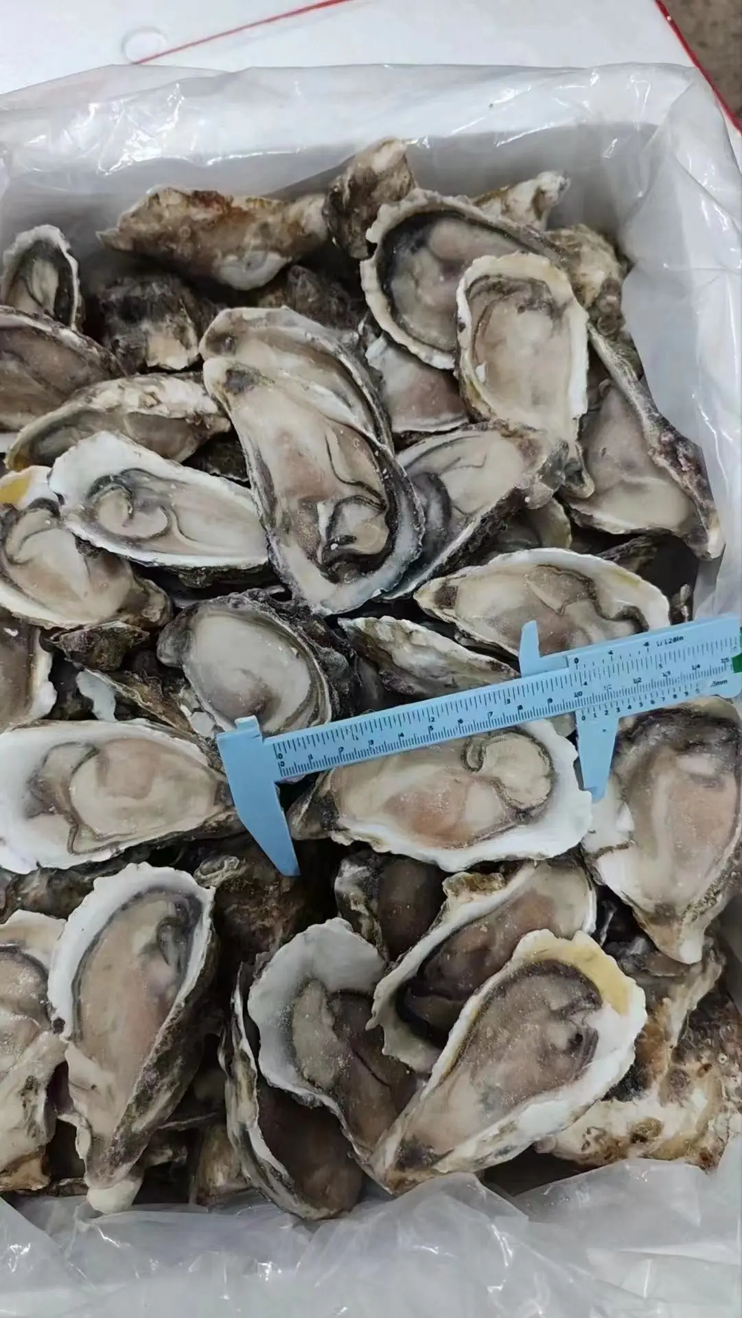 Замороженные сырые устрицы полуоболочка оптовая продажа поставщик морепродуктов IQF