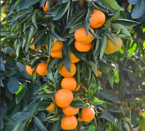 Factory New Citrus Orange New Crop Fresh Juicy Mandarin