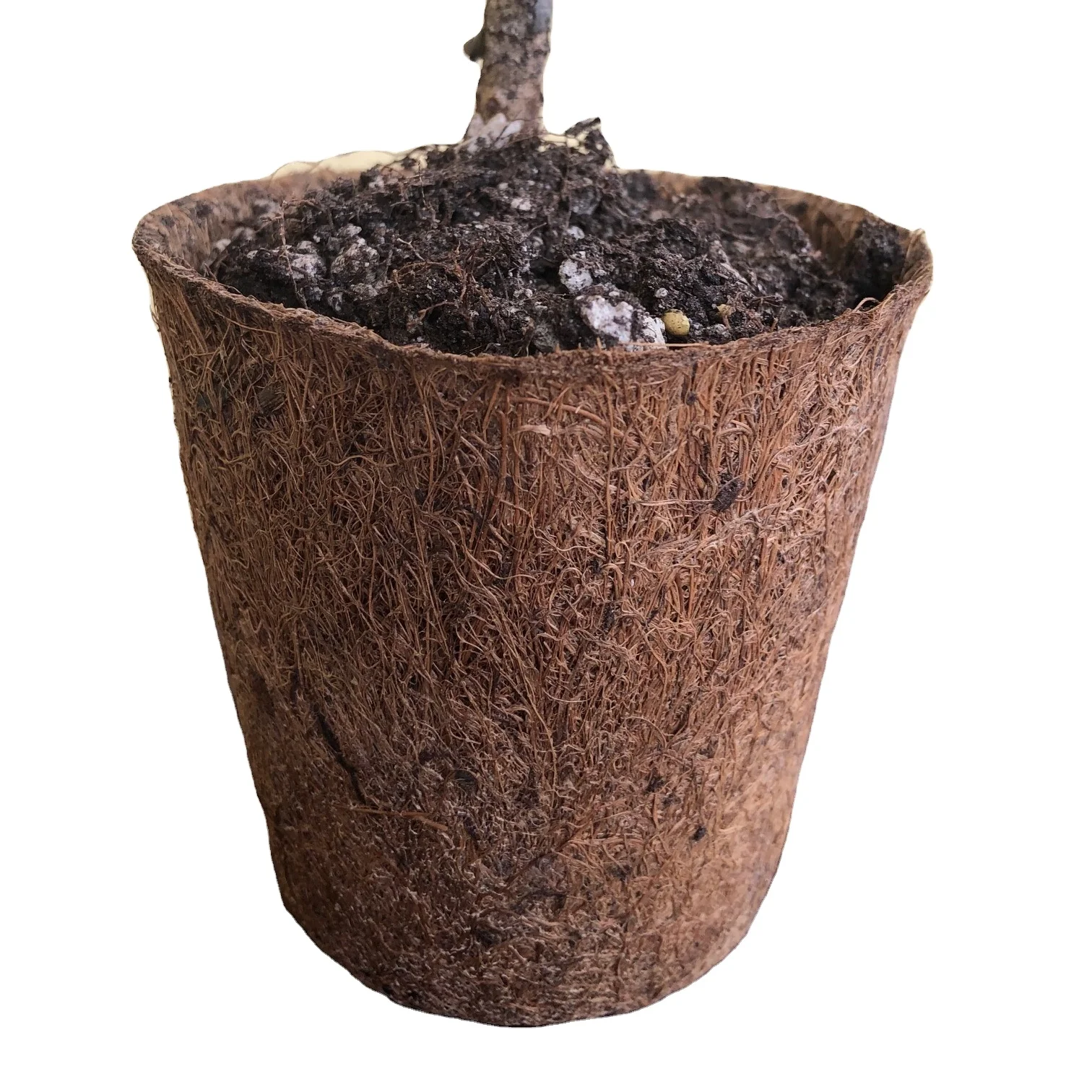 Flower and plant pot in coco fibre for planting, garden outdoor sustainable no plastic 10 cm diameter above