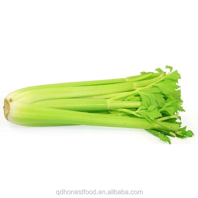 Now Available On Discount Sale for Exportation Fresh Green Celery