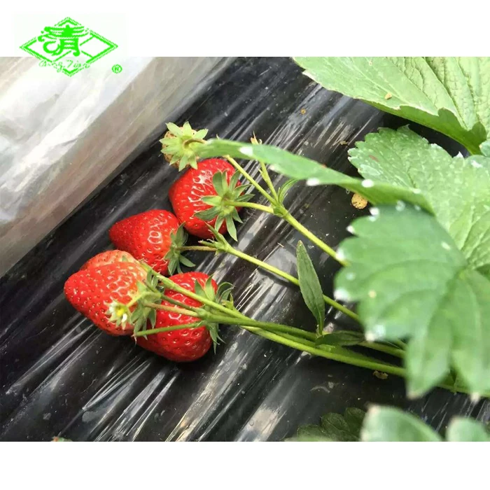 Plastic mulch film for strawberry planting