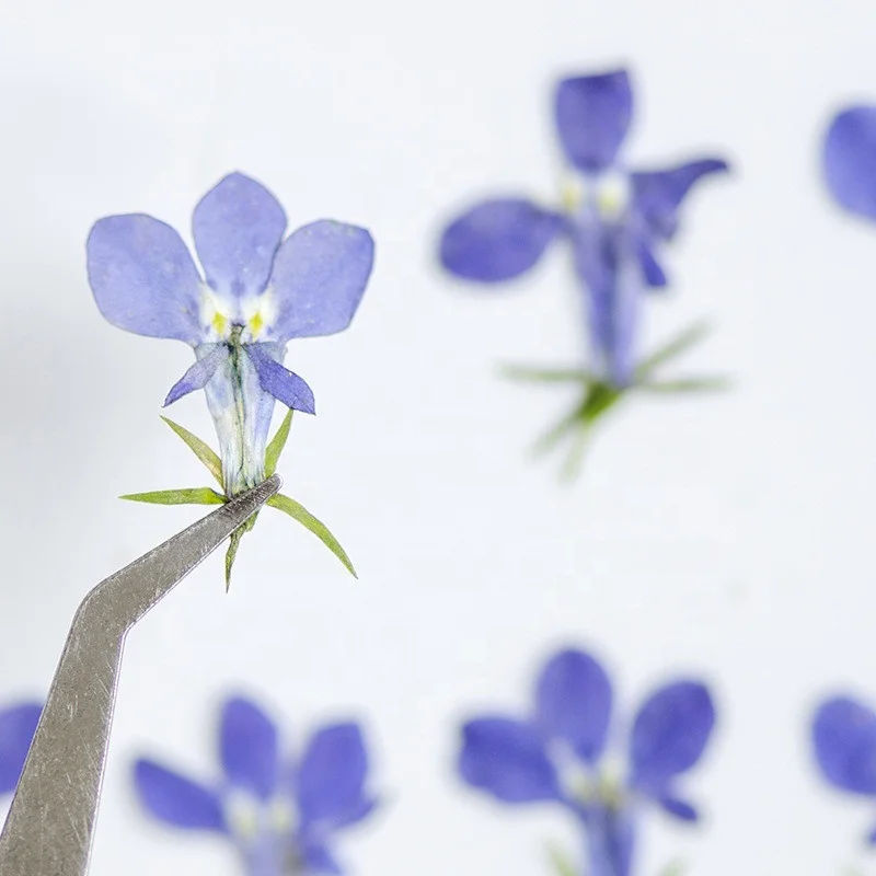 wholesale DIY material dry flower pressed  flowers for resin Bookmark Jewelry Postcard and mobile phone case decoration