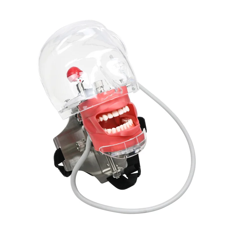 wholesale Simple Manikin Kit Dental simulator Dental Phantom Head with Replacement Teeth
