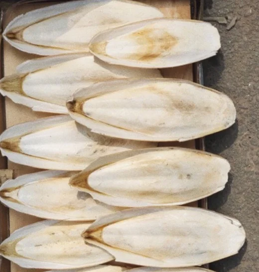 SUPPLY CUTTLE FISH BONE from VIETNAM with BEST PRICE /Ms.Thi Nguyen +84 988 872 713