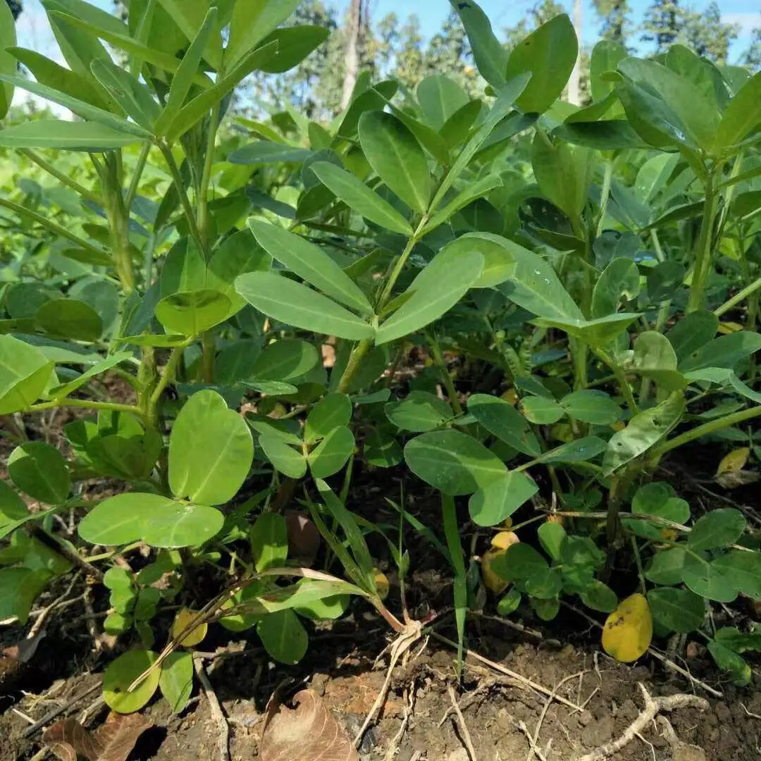 Nutritious nuts Peanut China Origin Peanut kernels raw type Top Grade Peanuts for eating/cooking/snacking/squeezing oil