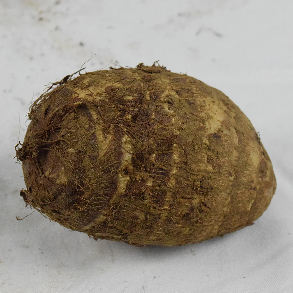 High Quality China Fresh Taro With Best Price