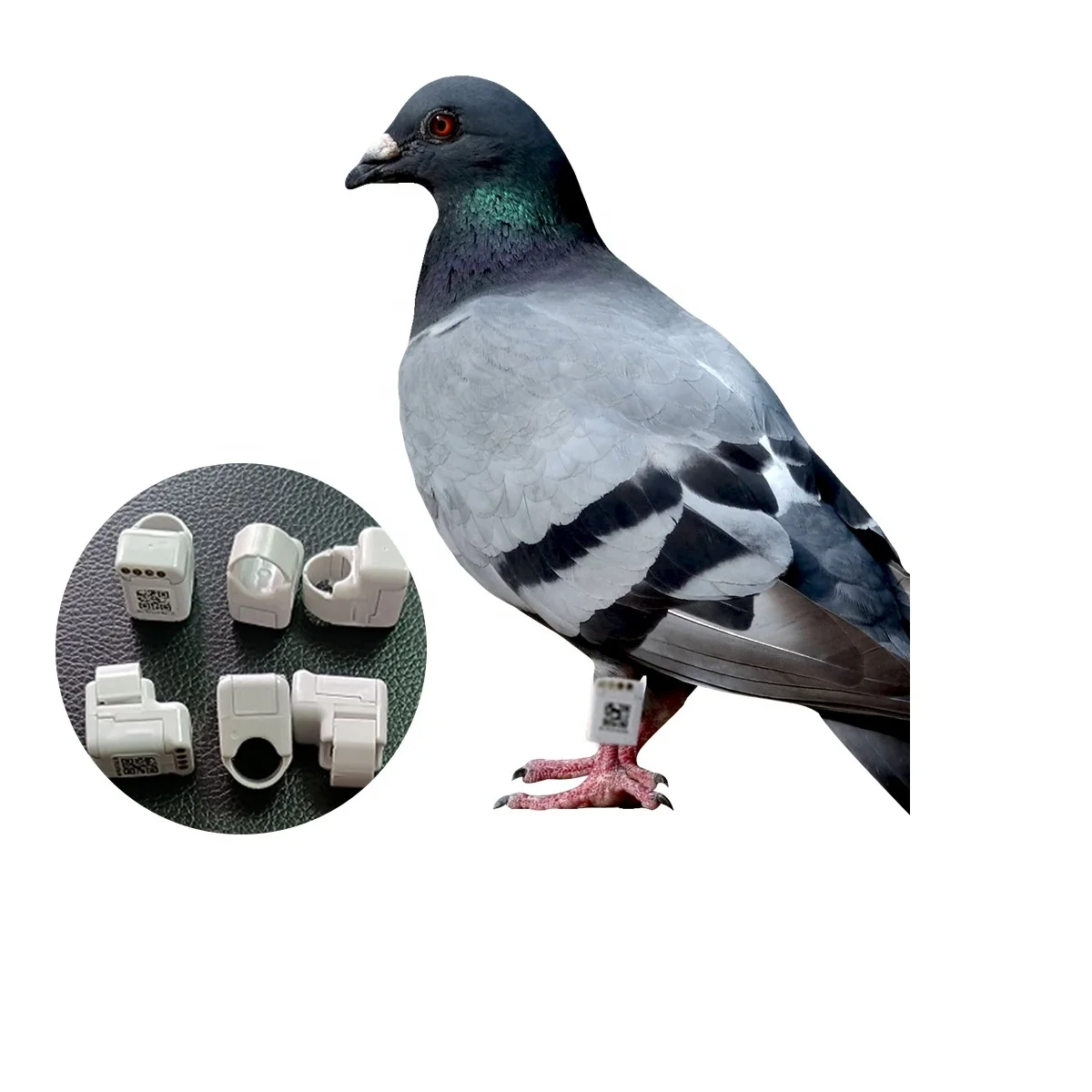 Electronic Pigeon Ring Reviews For Sale Electric Bird pigeon ring bands GPS tracker
