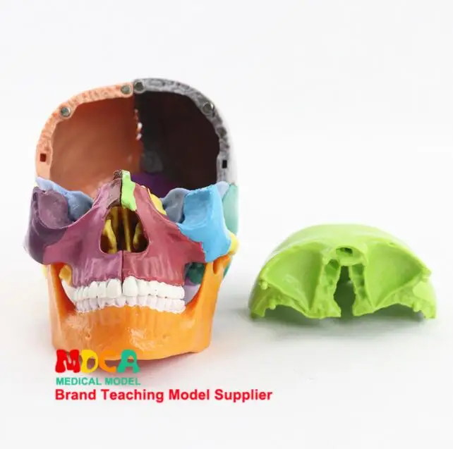 Detachable Colorful Human Skull Model Teaching