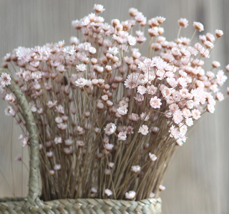 Dried natural magical daisy flower, star flower, brasil  wild mini flower 1cm