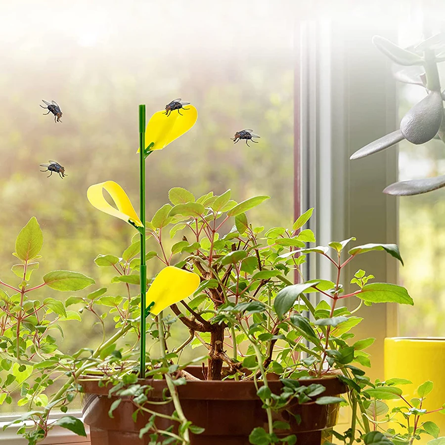 Dayoung Yellow Plant Gnat Sticky Traps Fruit Fly Sticky Traps for Insect Trap