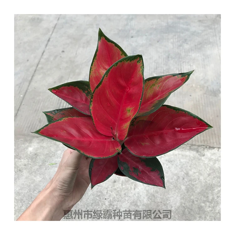  Заводская цена натуральное растение Тайланд красный Aglaonema