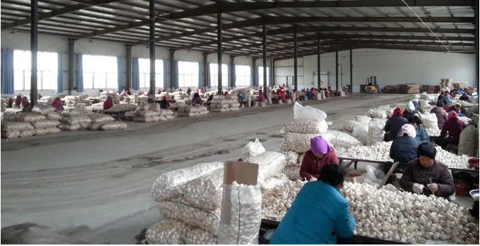 Китай/китайский свежий чеснок оптом, Обычный белый для оптовой продажи, 2021 новый урожай, свежий чеснок, экспортеры