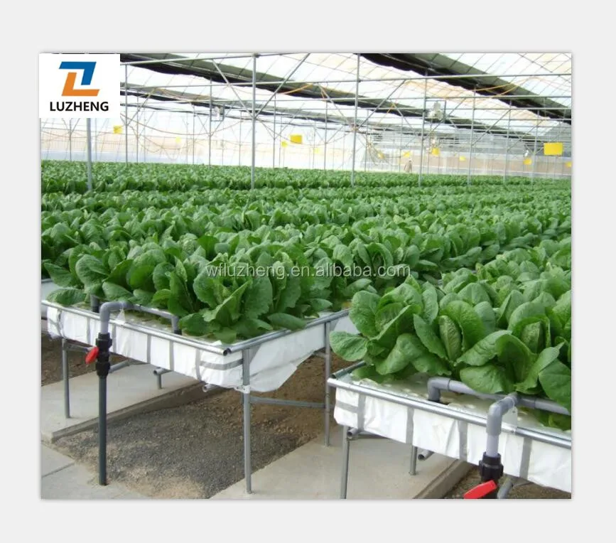 Multi-span large agricultural PC sheet Greenhouse project tomato vegetable with hydroponic system