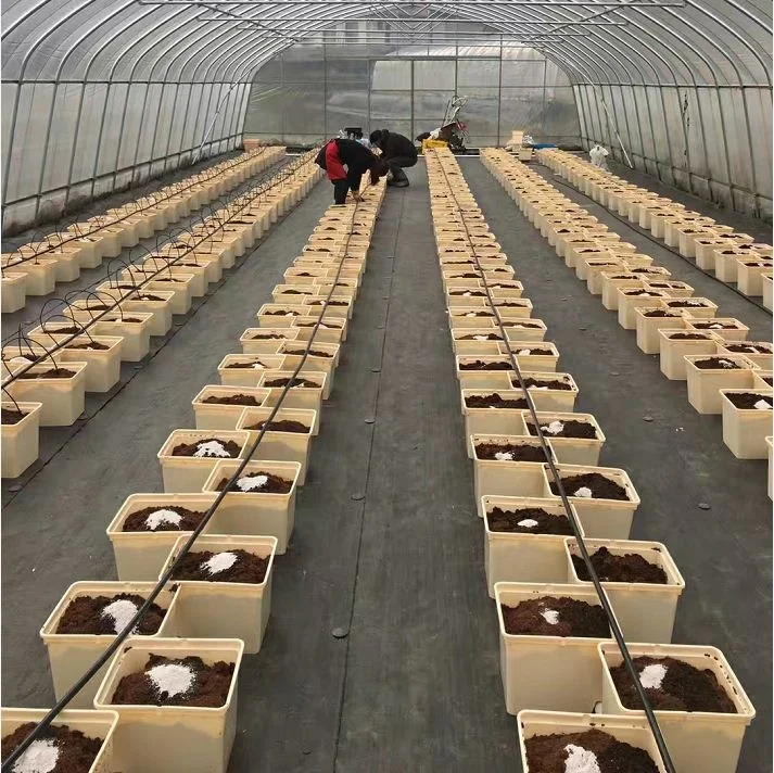 High Quality Dutch Bato Bucket Wholesale Hot Selling Hydroponic for Tomato Greenhouse