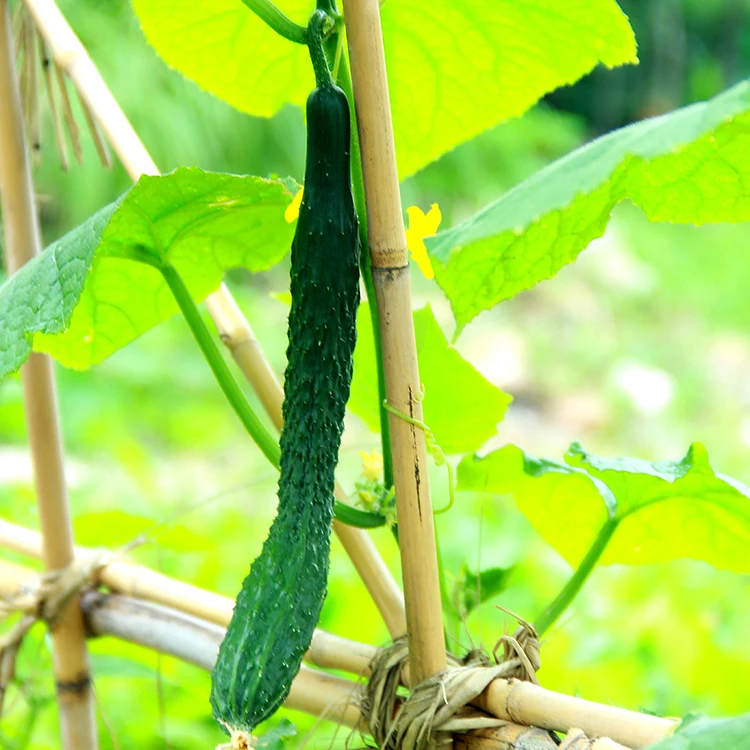 2022 Natural Bamboo Stakes  Eco-Friendly Garden Stakes, Plant Stakes Supports Climbing for Tomatoes, Trees, Beans, 20 Pack