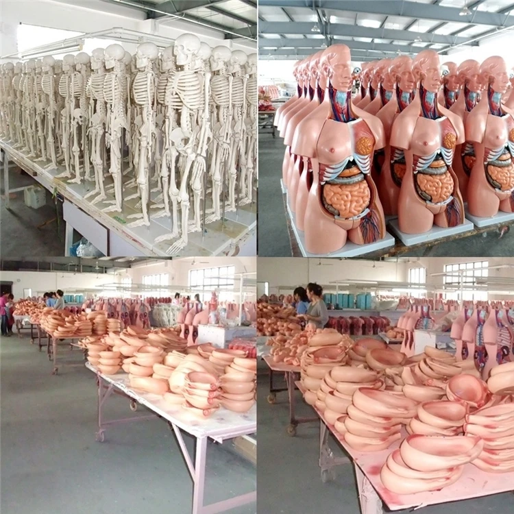 Заводской стандарт патологии для взрослых стоматологическая обучающая модель с кариесами