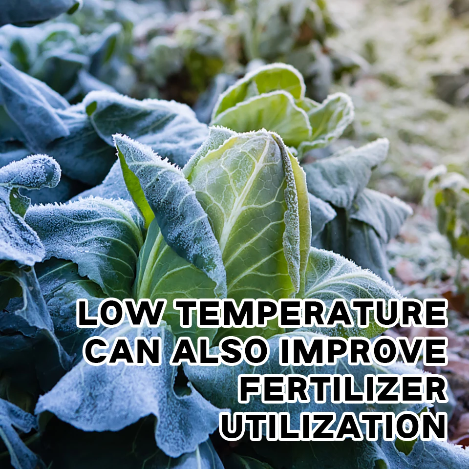 Agriculture Fertilizer NPK Macro Element Water Soluble Potassium Fertilizer 0-5-48 Sweeten Coloring Fruit