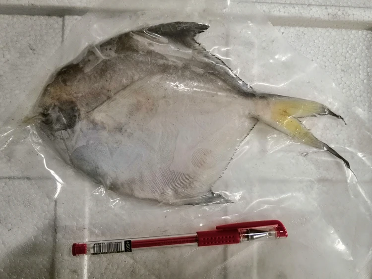 Wholesale Fresh Frozen Silver White Pomfret Frozen Fish