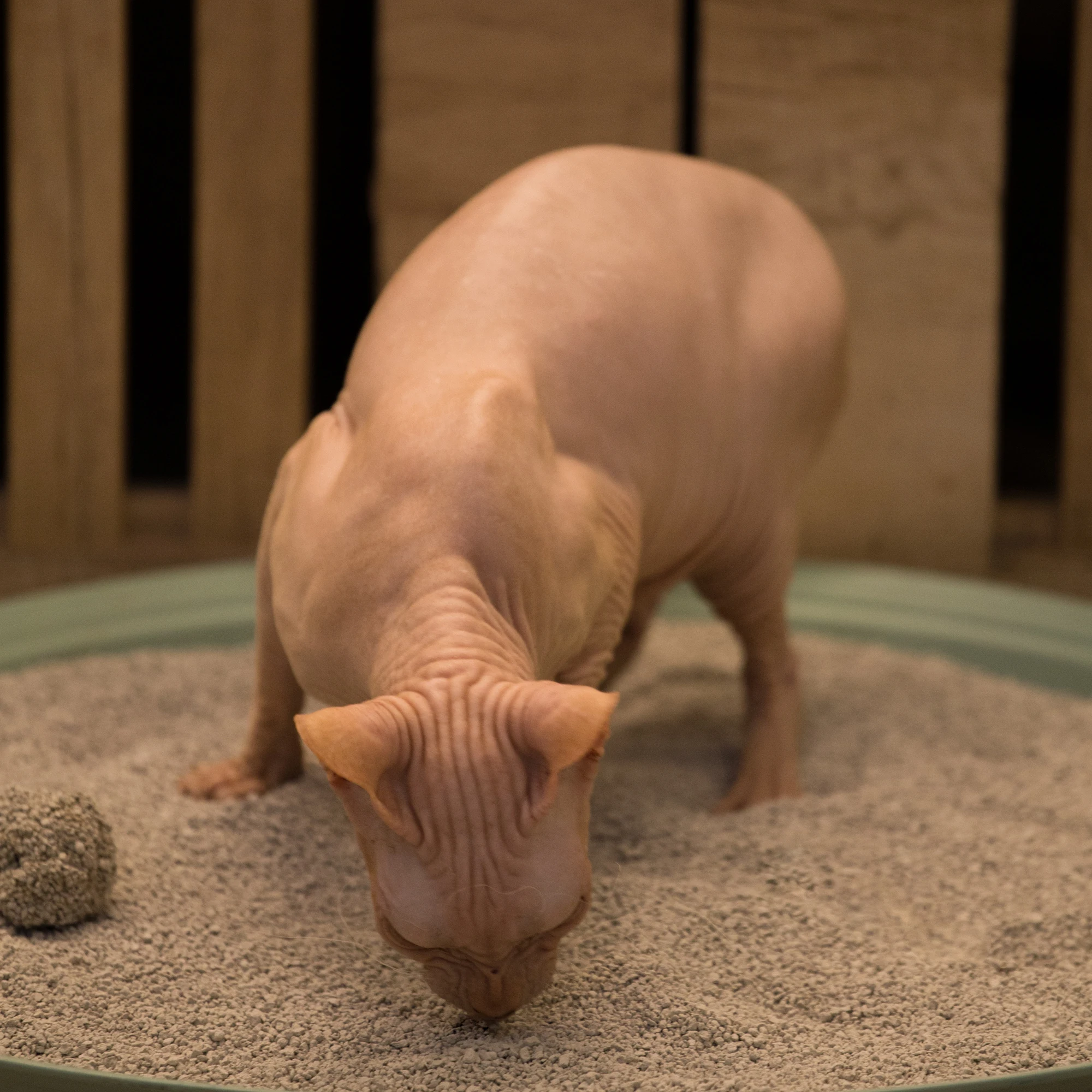 
2021 Pet products, Dust free super clumping pet sand, Nature colored bentonite cat litter 