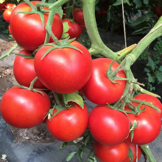 Сопротивление TWV неопределенный семена томатов гибрид 1