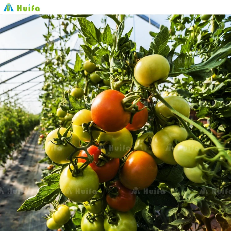 Commercial Single Multi Span Large Plastic Film Tunnel Greenhouse For Flower Vegetable Hydroponic Supplier