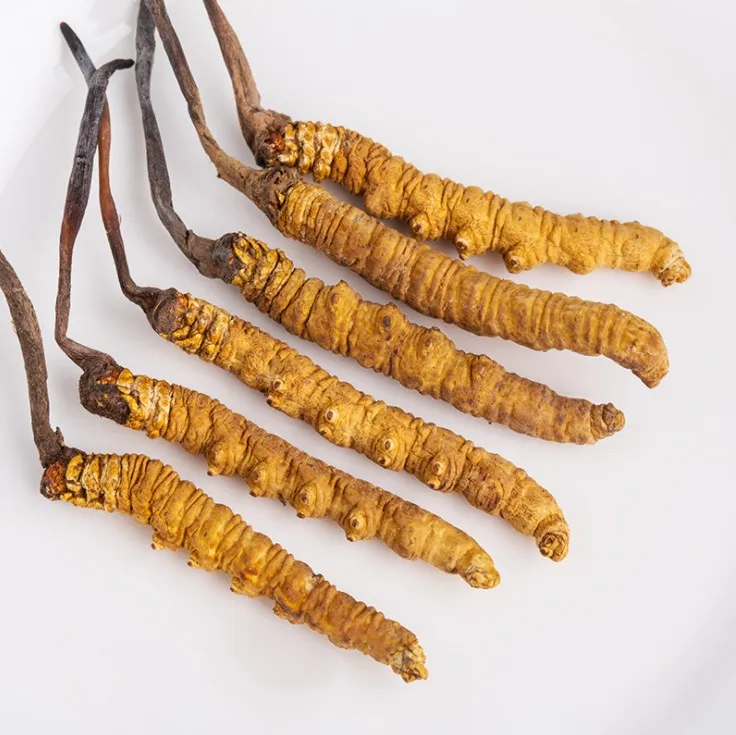 
Bulk sale Wild Natural tibet cordyceps Best yarsagumba 