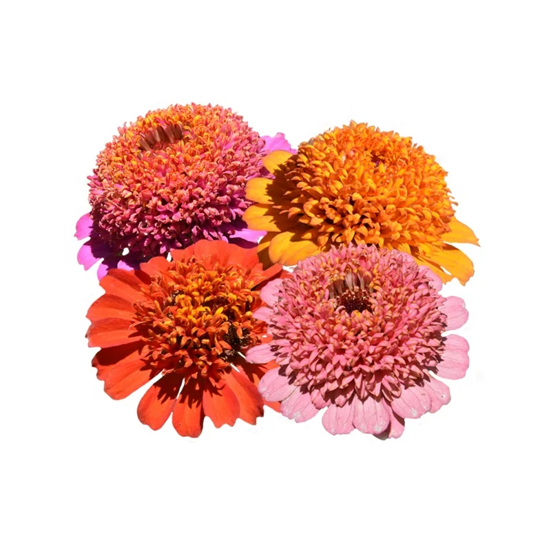 
China best selling Zinnia Elegans Flower Seeds for plant 