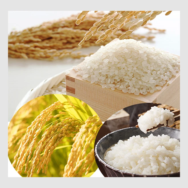 Top-quality round cereal grain white Koshihikari Rice supplier