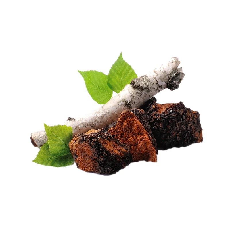 Hot sale EU/USDA certified organic chaga extract powder 30% polysaccharides fruit body