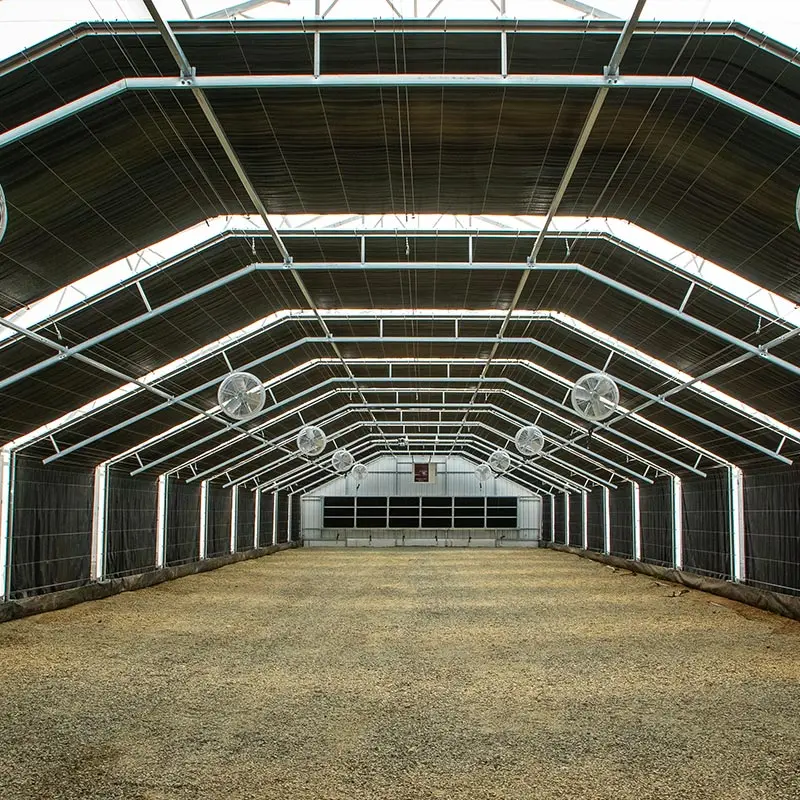 Mushroom Growing Equipment in Agricultural Greenhouse Farm with Plastic Film Covering